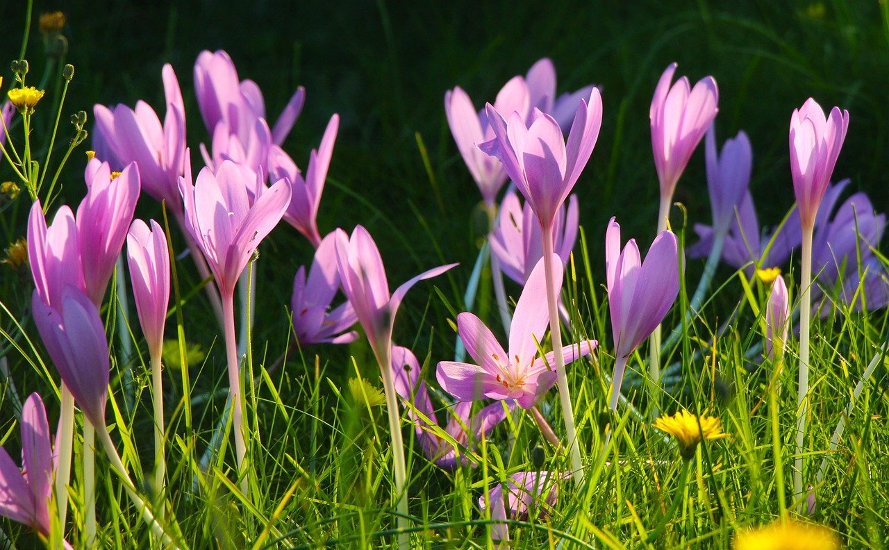 Les usages innovants de l'apprentissage automatique en 2025 g4c79bf3eb906c501c3271884739427b36cf30111c0220190981bf37d9a80a4294d6ce743bba2cab4473824ae22578420dd4a562e345cf6c02659f0ac747f4b23 1280